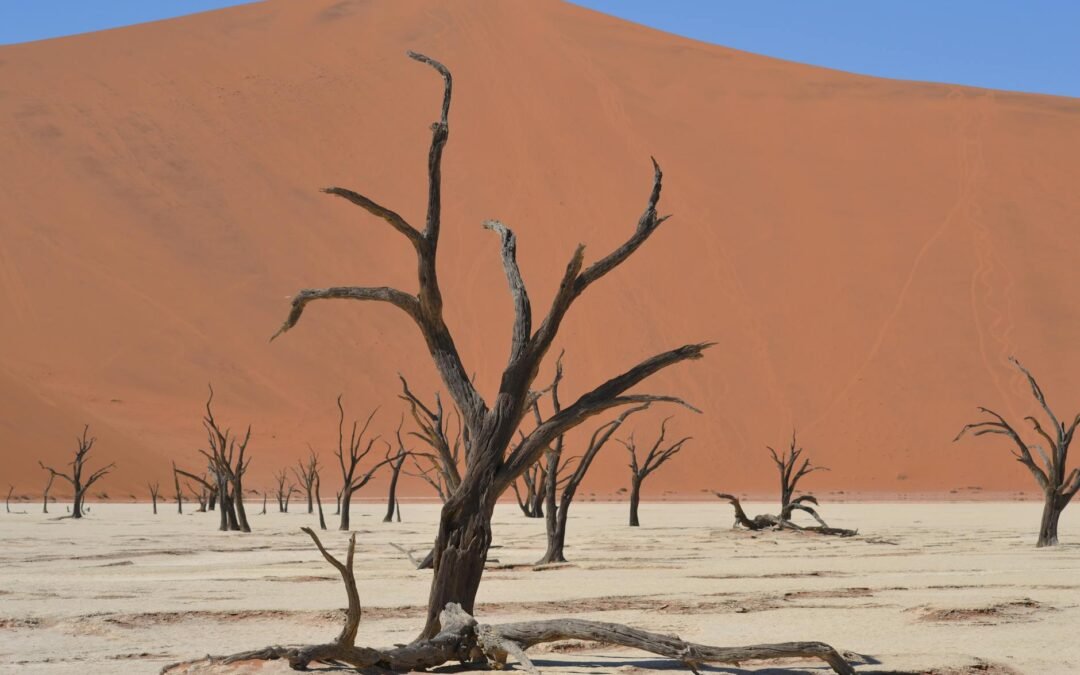 dry bare trees on desert