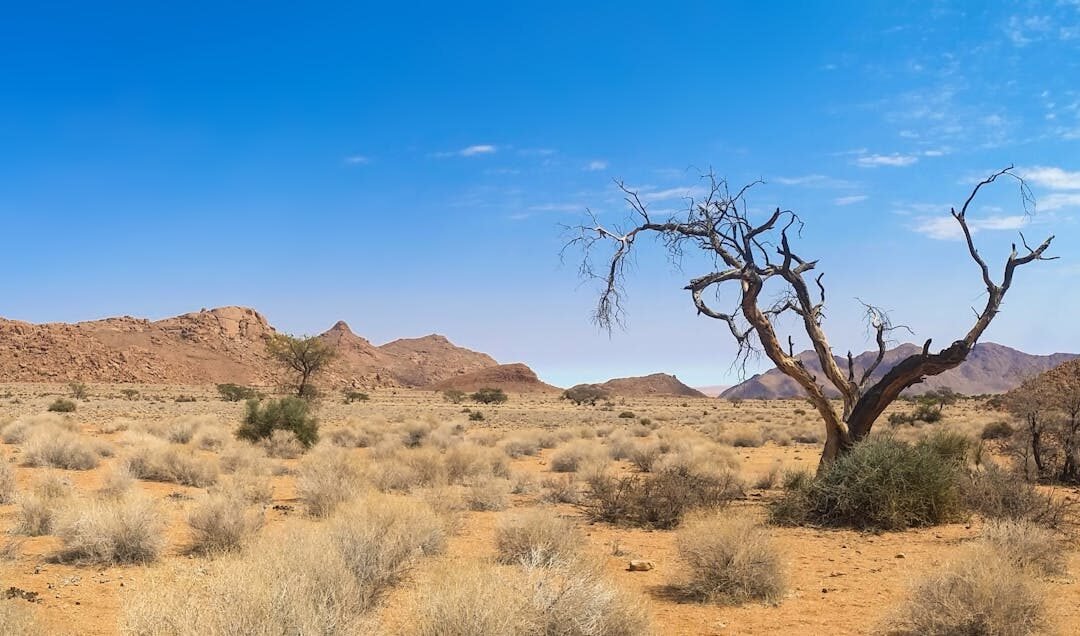 bare tree on desert land