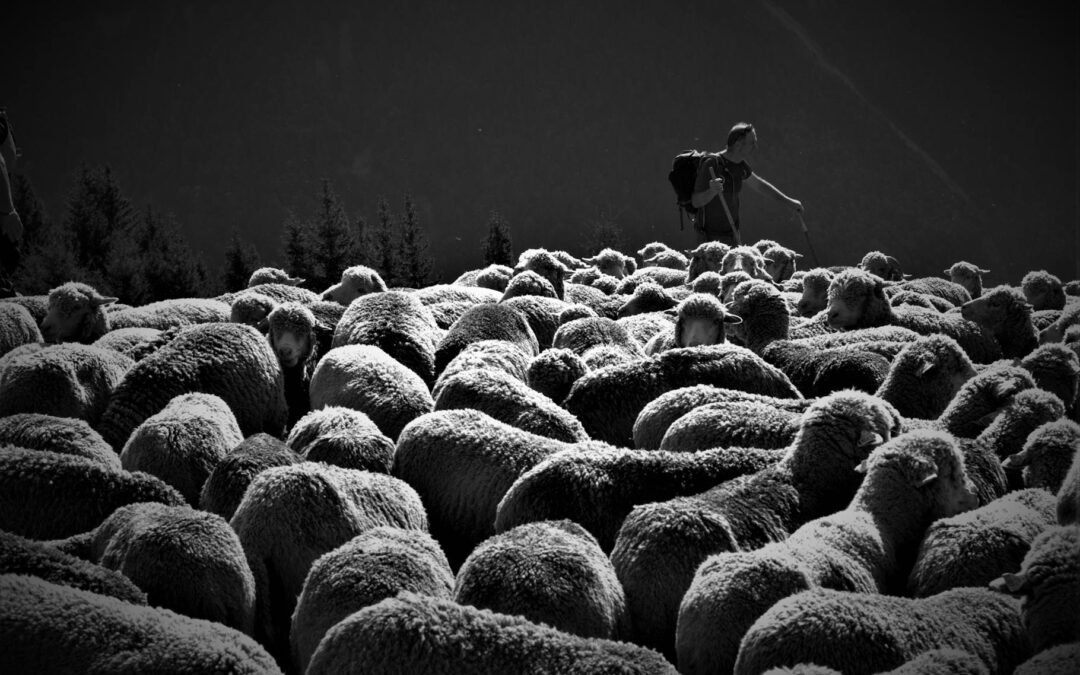 grayscale photo of man standing near a flock of sheep