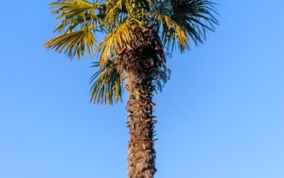 Flourishing Like The Palm Tree