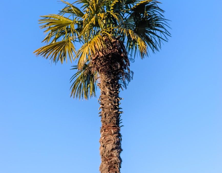 palm tree and clear sky