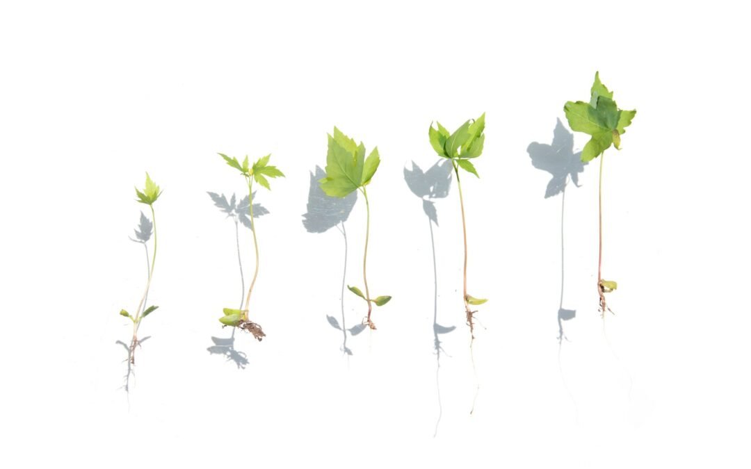 uprooted plants on white surface