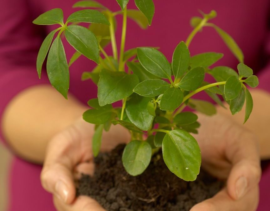 soil with plant in woman hands