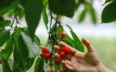 How to Be a Fruitful Believer 2