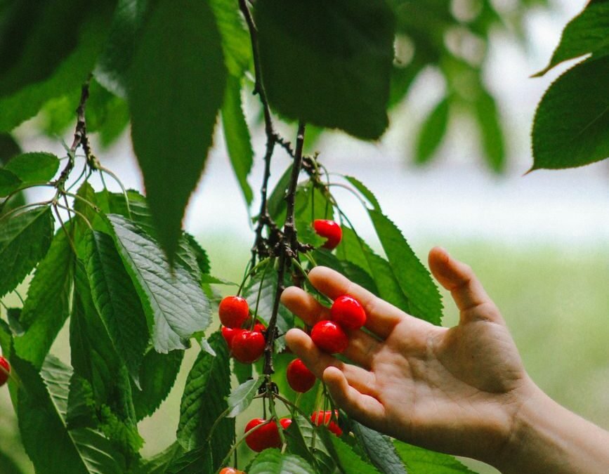 hand reaching for cherries on tree
