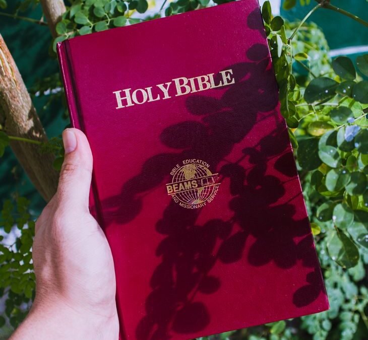 a person holding a bible beside the tree