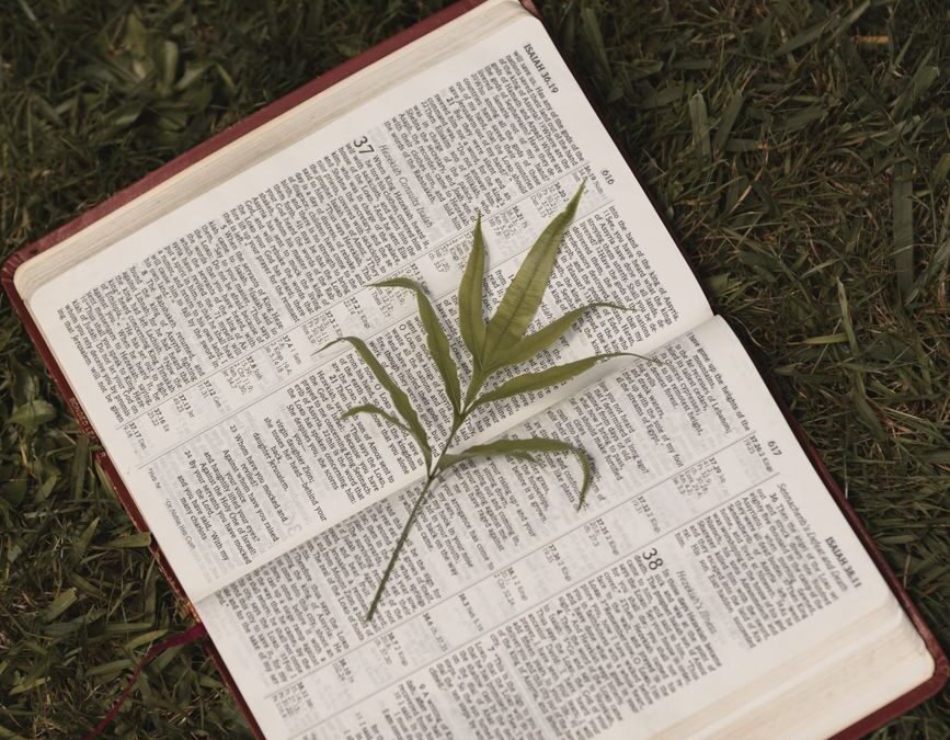 bible on green grass