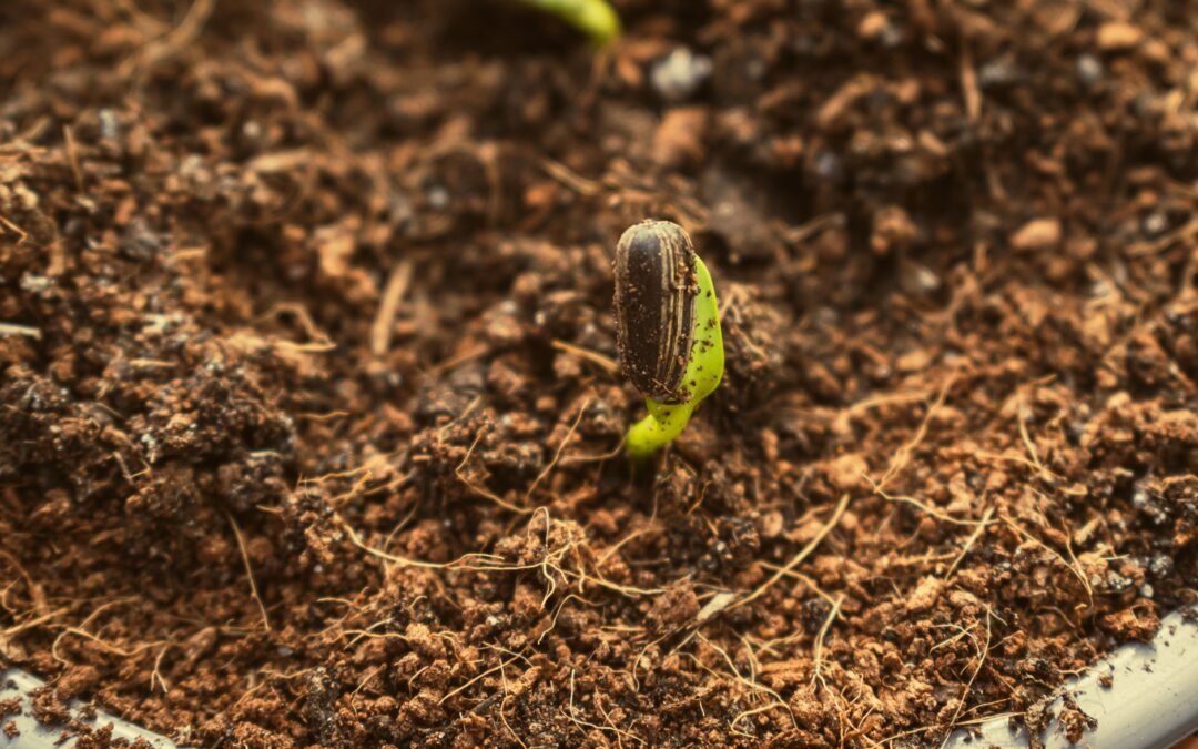 a small plant sprouting from the soil