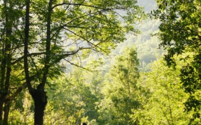 THE BLESSING OF WELLNESS