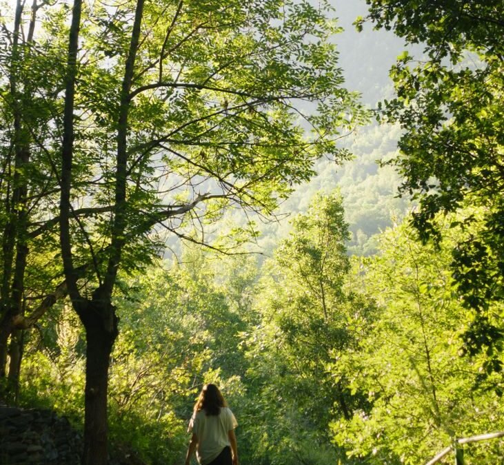 scenic forest walk on a sunny day